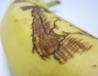 Banana tattoo 3.jpg