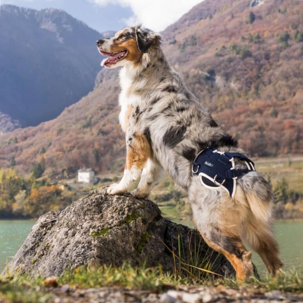 Www.ortopet.hu - 2026 július - LinkMarketing - 4 (1).jpg