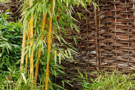 Bambusz-ultetese.jpg