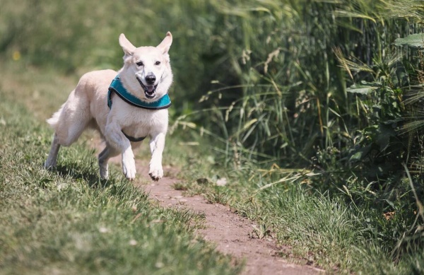 Httpswww.kutyakajas.hu - 2025 november - Cikk5.jpg