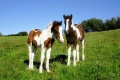 Foals-1746730 640.jpg