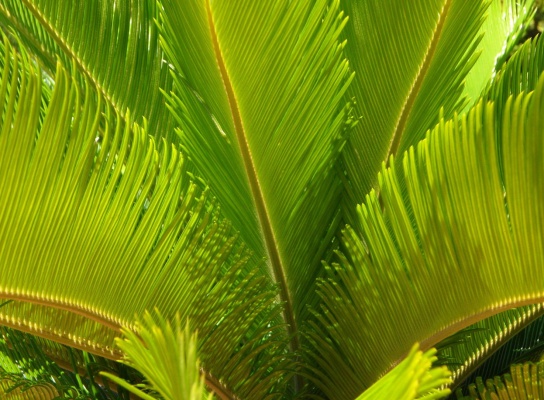 Fájl:Plantstore.hu - 2024 november - Cikk 2.jpg