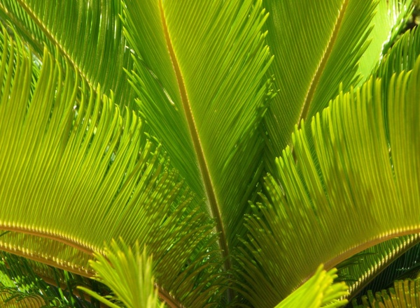 Plantstore.hu - 2024 november - Cikk 2.jpg