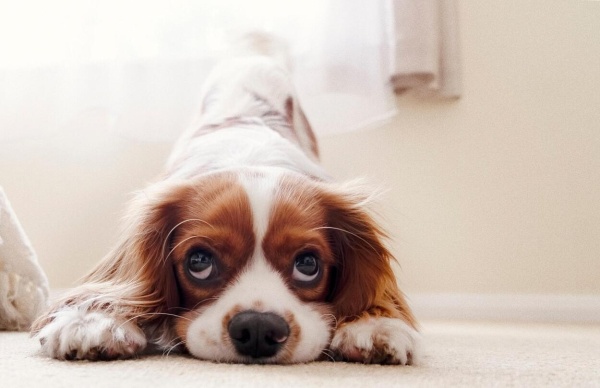 Petguru.hu - 2025 október - LinkMarketing - 2.jpg