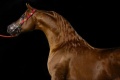 Horse-678734 640.jpg