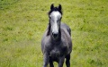 Horse-823516 640.jpg