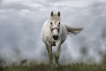 White-horse-1136093 640.jpg